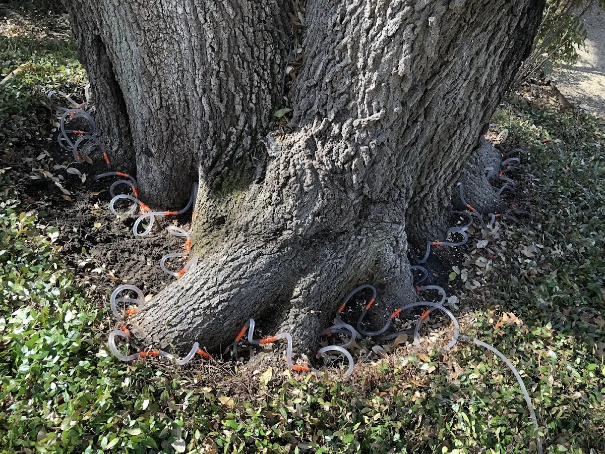 Detailed Tree Cabling and Bracing job site in Newman Lake