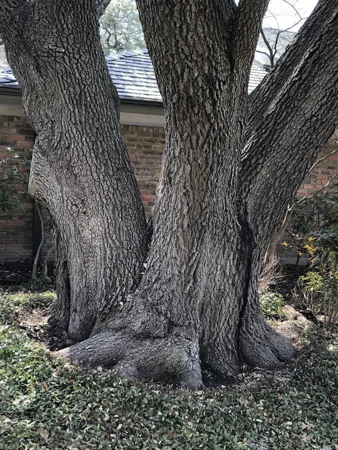 Mature heritage tree close to a Newman Lake property cared for by certified arborists